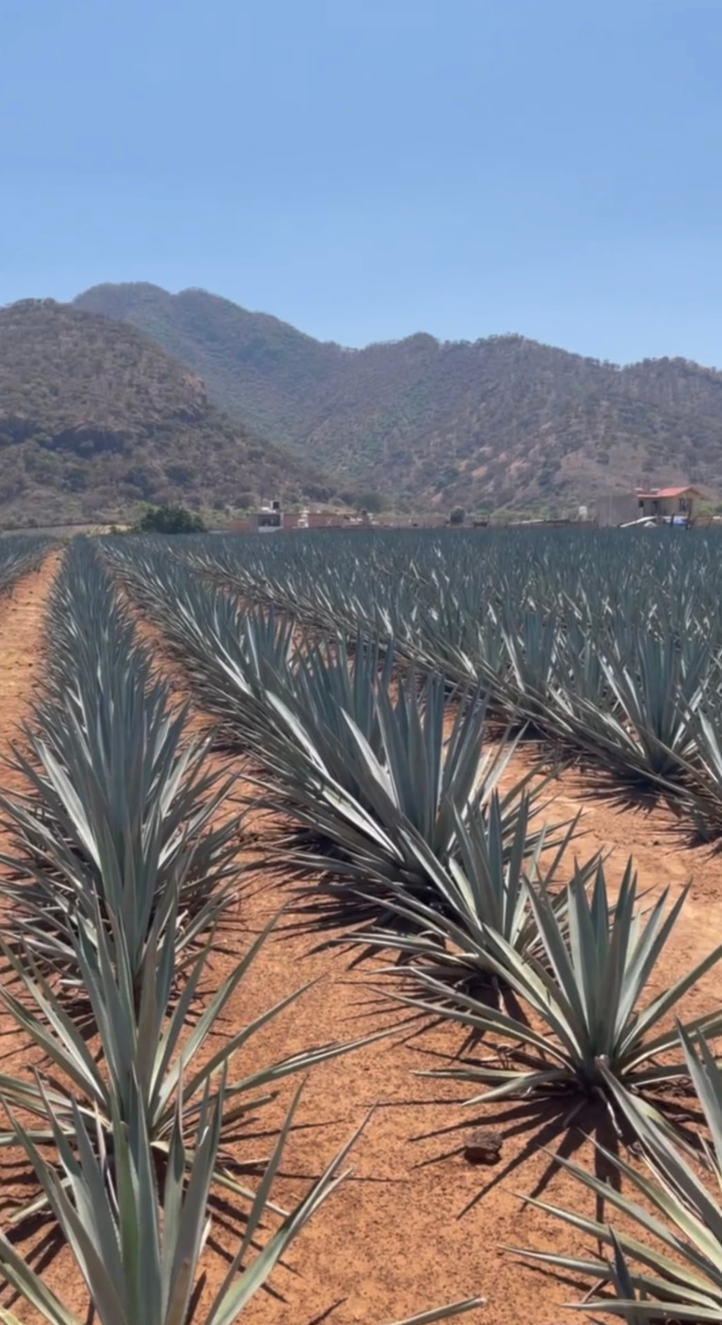Blue agave rows in a field in Jalisco, Mexico